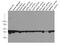 Beta-Actin antibody, 60008-1-Ig, Proteintech Group, Western Blot image 