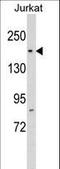 RNA Polymerase II Associated Protein 1 antibody, LS-C162689, Lifespan Biosciences, Western Blot image 