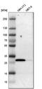 Latexin antibody, HPA014179, Atlas Antibodies, Western Blot image 