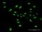WD Repeat Domain 4 antibody, H00010785-D01P, Novus Biologicals, Immunofluorescence image 