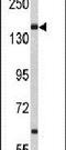 Nucleoporin 153 antibody, PA5-26125, Invitrogen Antibodies, Western Blot image 