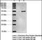 Oxoeicosanoid Receptor 1 antibody, orb95517, Biorbyt, Western Blot image 