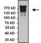 Cadherin 2 antibody, GTX19348, GeneTex, Immunoprecipitation image 