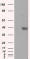 Protein-lysine 6-oxidase antibody, LS-C114935, Lifespan Biosciences, Western Blot image 