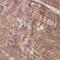 Kelch Like Family Member 34 antibody, PA5-63834, Invitrogen Antibodies, Immunohistochemistry frozen image 