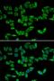 Peroxiredoxin 5 antibody, LS-B12913, Lifespan Biosciences, Immunofluorescence image 