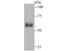 Hemopexin antibody, NBP2-75520, Novus Biologicals, Western Blot image 