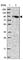 Oxysterol-binding protein 1 antibody, HPA039227, Atlas Antibodies, Western Blot image 