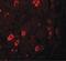 Zinc Finger And BTB Domain Containing 3 antibody, PA5-21083, Invitrogen Antibodies, Immunofluorescence image 