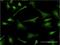 Proteolipid Protein 1 antibody, H00005354-M03, Novus Biologicals, Immunofluorescence image 