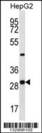 Pyridoxal Phosphate Binding Protein antibody, 56-803, ProSci, Western Blot image 