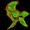 DEAD-Box Helicase 3 X-Linked antibody, NBP2-52457, Novus Biologicals, Immunofluorescence image 