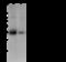 Peptidylprolyl Isomerase E antibody, 101714-T36, Sino Biological, Western Blot image 