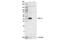 Protein Kinase CAMP-Activated Catalytic Subunit Alpha antibody, 5842T, Cell Signaling Technology, Western Blot image 