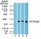 Sphingosine-1-Phosphate Receptor 2 antibody, NBP2-26691, Novus Biologicals, Western Blot image 