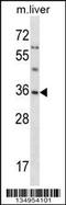 Small Glutamine Rich Tetratricopeptide Repeat Containing Alpha antibody, 58-212, ProSci, Western Blot image 