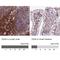 TCR Gamma Alternate Reading Frame Protein antibody, NBP2-32636, Novus Biologicals, Immunohistochemistry paraffin image 