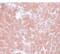 Transmembrane Protein 70 antibody, PA5-20915, Invitrogen Antibodies, Immunohistochemistry frozen image 
