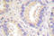 Caspase 8 antibody, LS-C176266, Lifespan Biosciences, Immunohistochemistry frozen image 