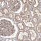 Alpha Kinase 1 antibody, PA5-55621, Invitrogen Antibodies, Immunohistochemistry frozen image 