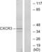 C-X-C Motif Chemokine Receptor 3 antibody, LS-B6789, Lifespan Biosciences, Western Blot image 