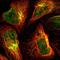 Trans-Golgi Network Protein 2 antibody, NBP1-86949, Novus Biologicals, Immunofluorescence image 