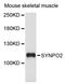 Synaptopodin-2 antibody, STJ114747, St John