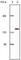 EPH Receptor A2 antibody, abx010719, Abbexa, Western Blot image 