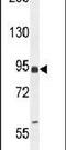 EF-Hand Domain Family Member B antibody, PA5-24388, Invitrogen Antibodies, Western Blot image 