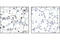 Tousled Like Kinase 1 antibody, 4121S, Cell Signaling Technology, Immunohistochemistry paraffin image 