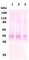 Opioid Receptor Delta 1 antibody, A03505-2, Boster Biological Technology, Western Blot image 