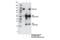 Nicastrin antibody, 30239S, Cell Signaling Technology, Immunoprecipitation image 