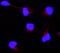 Angio Associated Migratory Cell Protein antibody, PB9123, Boster Biological Technology, Immunofluorescence image 