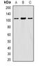 Eukaryotic Translation Initiation Factor 3 Subunit C antibody, orb341219, Biorbyt, Western Blot image 