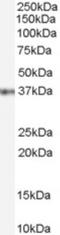 Gastrulation Brain Homeobox 2 antibody, NB100-55393, Novus Biologicals, Western Blot image 