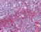 Quiescin Sulfhydryl Oxidase 1 antibody, ARP31737_P050, Aviva Systems Biology, Immunohistochemistry paraffin image 