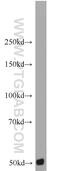 Caspase Recruitment Domain Family Member 9 antibody, 10669-1-AP, Proteintech Group, Western Blot image 