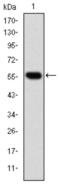 Chaperonin Containing TCP1 Subunit 2 antibody, abx011837, Abbexa, Western Blot image 