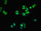 Transmembrane Protein 139 antibody, LS-C396636, Lifespan Biosciences, Immunofluorescence image 