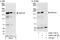 GTPase Activating Protein And VPS9 Domains 1 antibody, A302-115A, Bethyl Labs, Immunoprecipitation image 