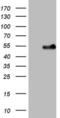 WT1 Associated Protein antibody, MA5-26977, Invitrogen Antibodies, Western Blot image 