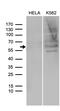 Sperm Associated Antigen 4 antibody, M12546, Boster Biological Technology, Western Blot image 