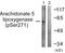 Arachidonate 5-Lipoxygenase antibody, LS-C198639, Lifespan Biosciences, Western Blot image 