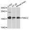 Troponin C2, Fast Skeletal Type antibody, STJ110051, St John