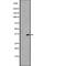 Olfactory Receptor Family 1 Subfamily L Member 4 antibody, abx147602, Abbexa, Western Blot image 