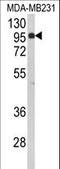 Bromo Adjacent Homology Domain Containing 1 antibody, LS-C156732, Lifespan Biosciences, Western Blot image 