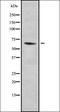 Apolipoprotein B MRNA Editing Enzyme Catalytic Subunit 3A antibody, orb378226, Biorbyt, Western Blot image 