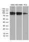 OTU Deubiquitinase 7B antibody, LS-C798699, Lifespan Biosciences, Western Blot image 