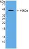 CD9 Molecule antibody, abx130848, Abbexa, Western Blot image 