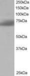 SH3 Domain Binding Protein 1 antibody, GTX10103, GeneTex, Western Blot image 